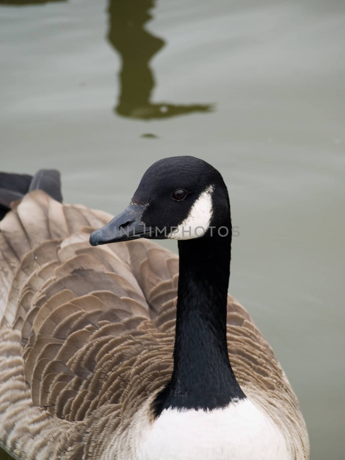 A Canada Goose on water with reflection