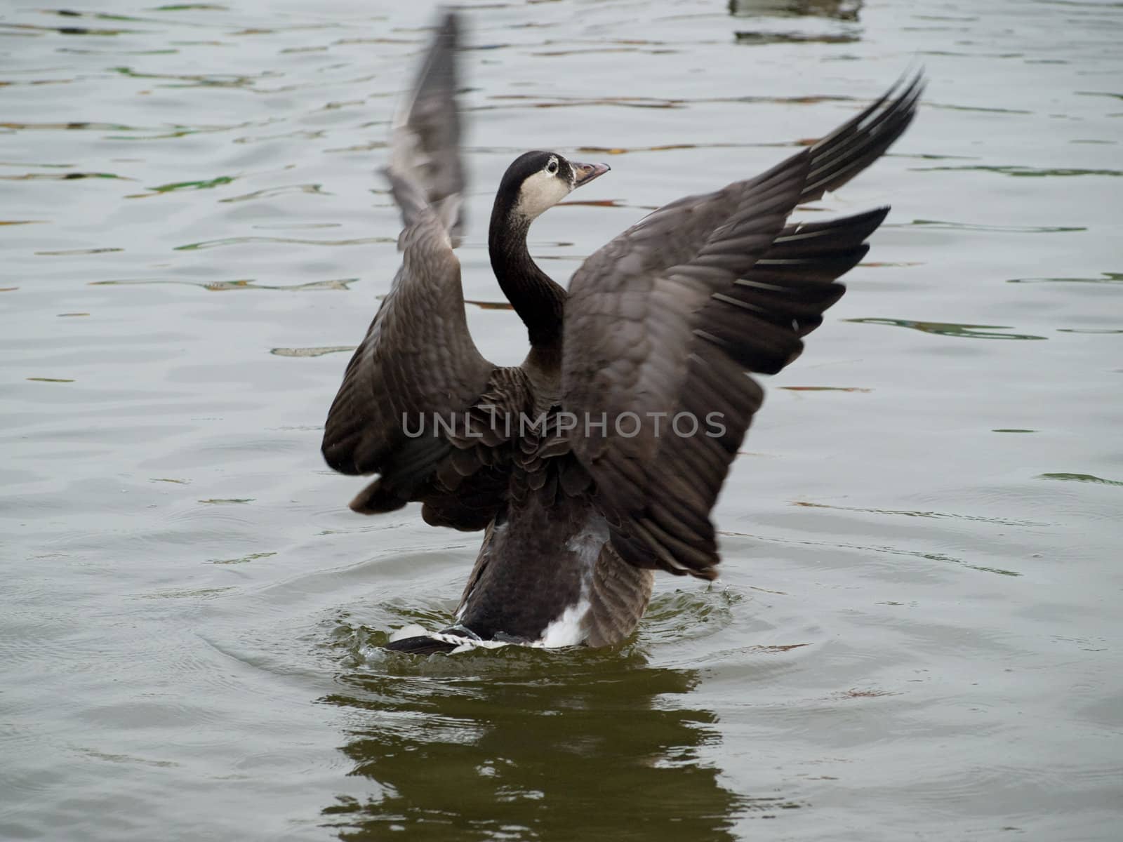 Canada Goose by timbphotography