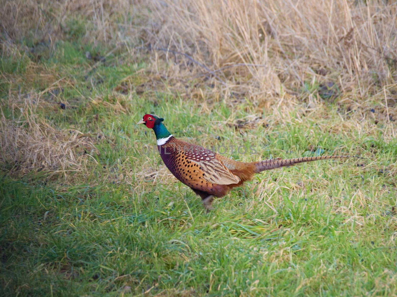 A male pheasant in a field of grass