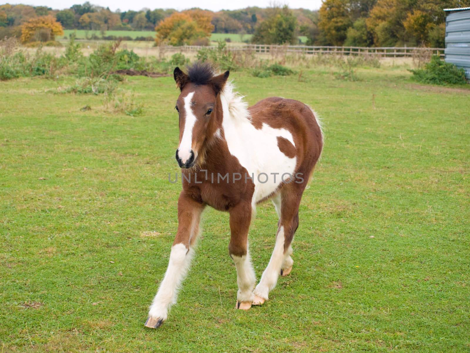 Foal running free in a grassy paddock