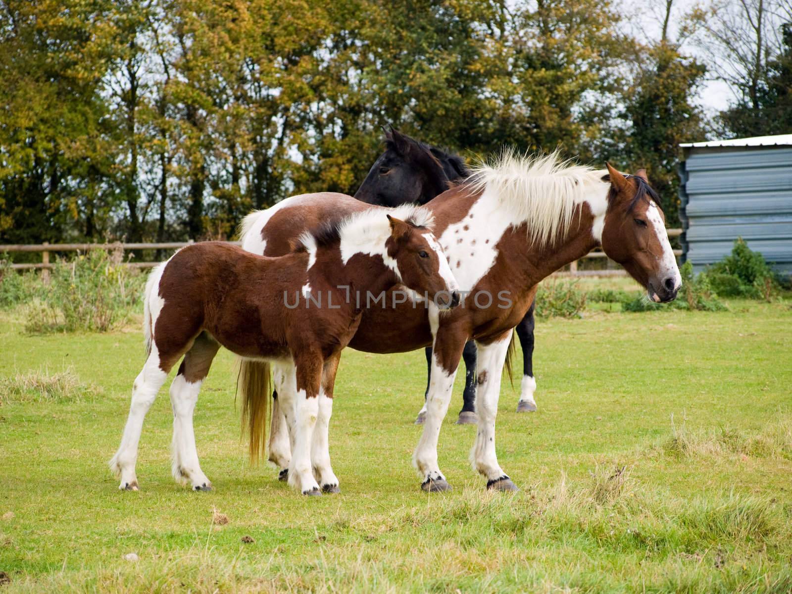 Foal and her mother standing in a grassy paddock