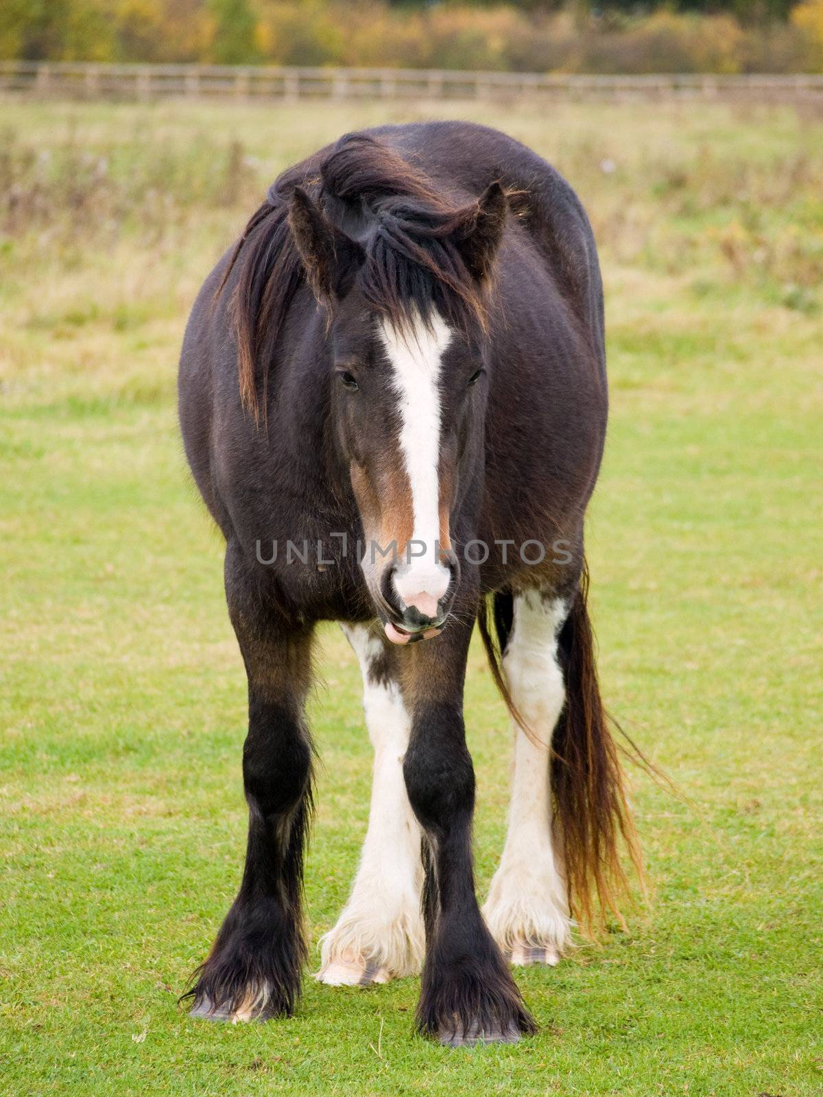 Brown Horse standing in a grass field