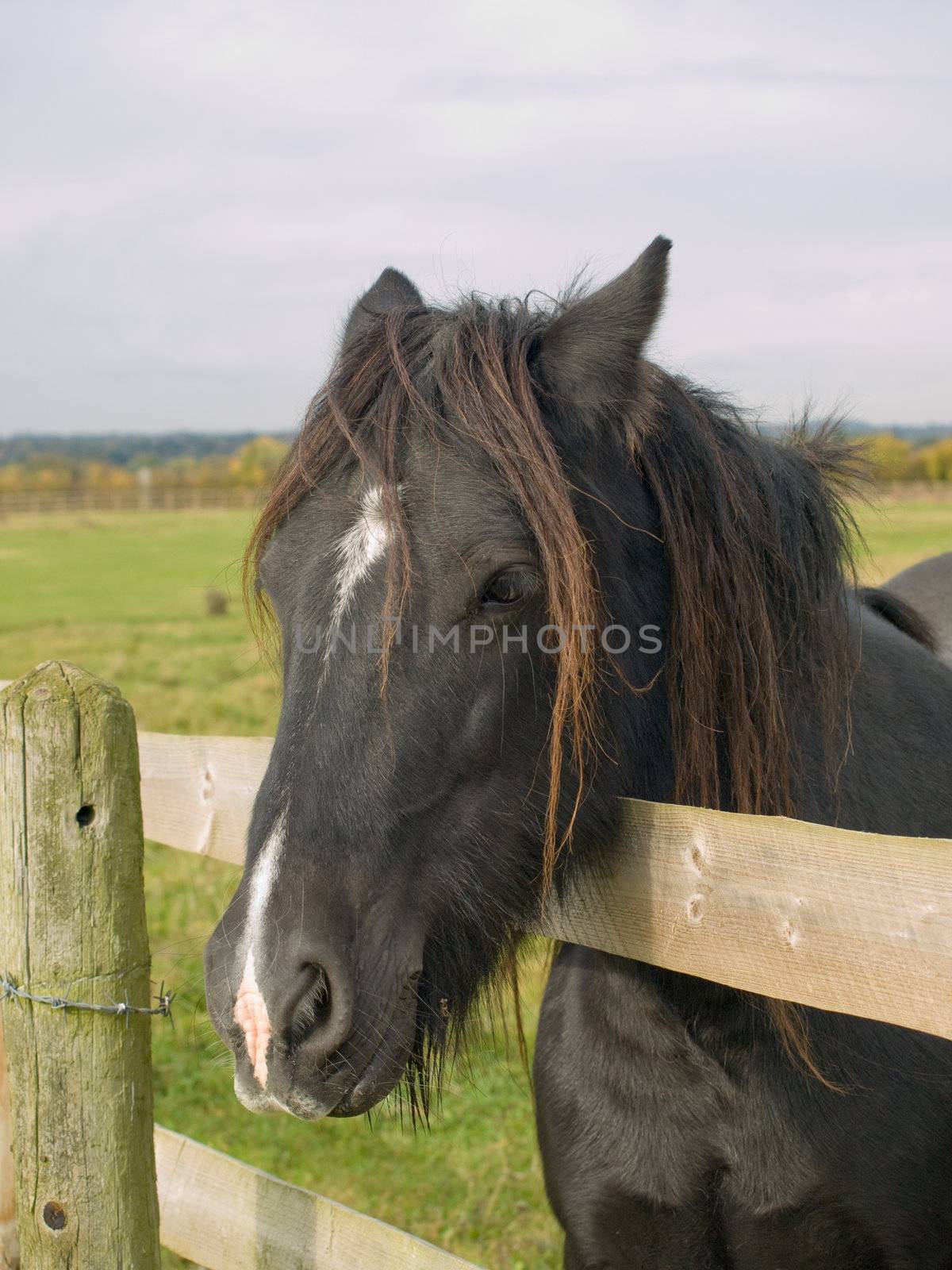 Horse with is head over a fence