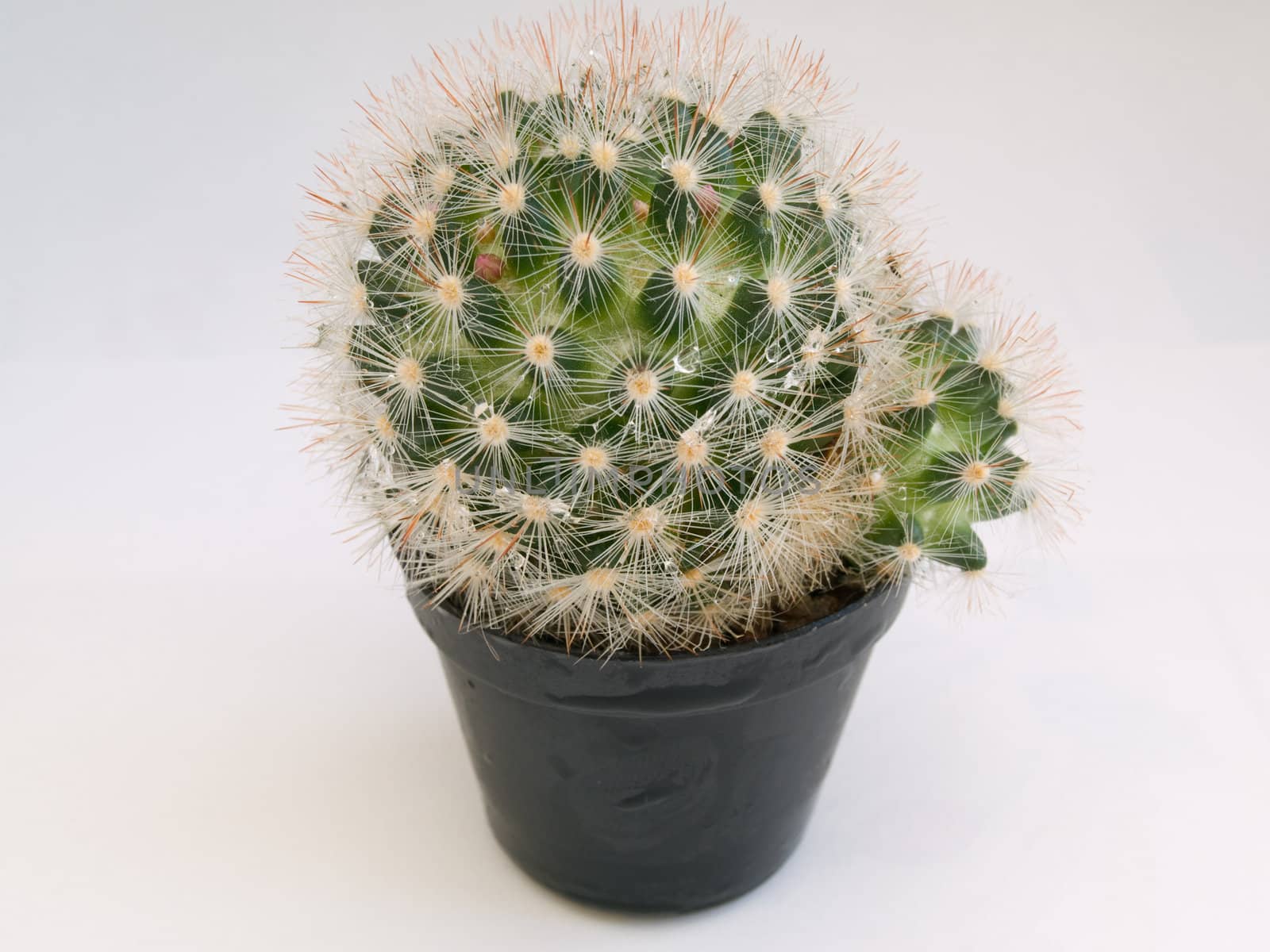 Green spikey Cactus in a black plant pot