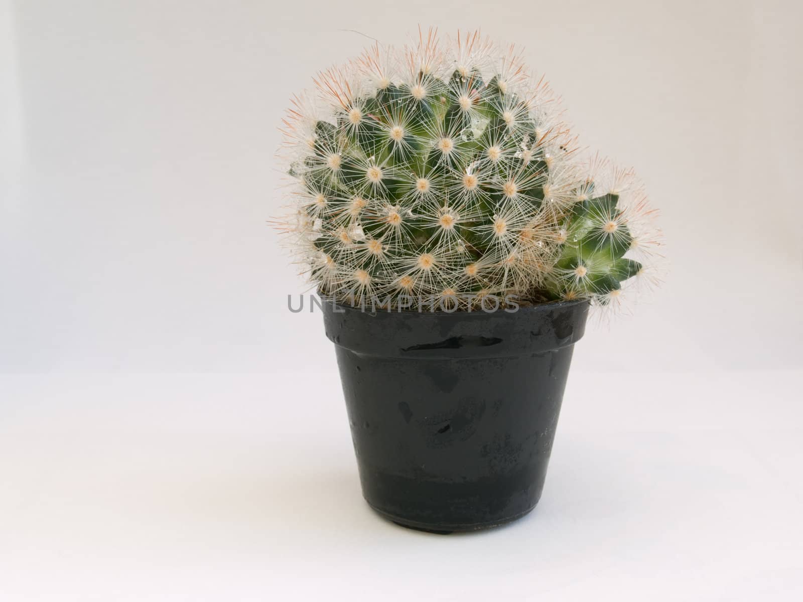 Green spikey Cactus in a black plant pot