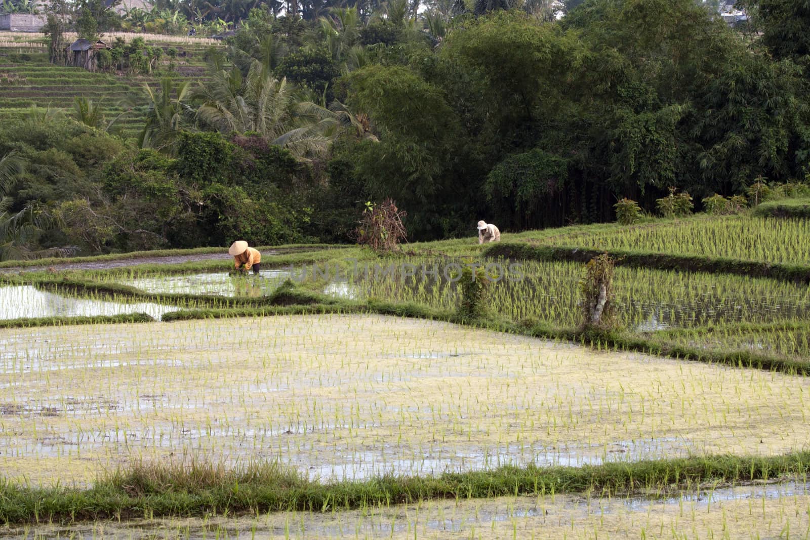 Workers in the rice fields, Bali