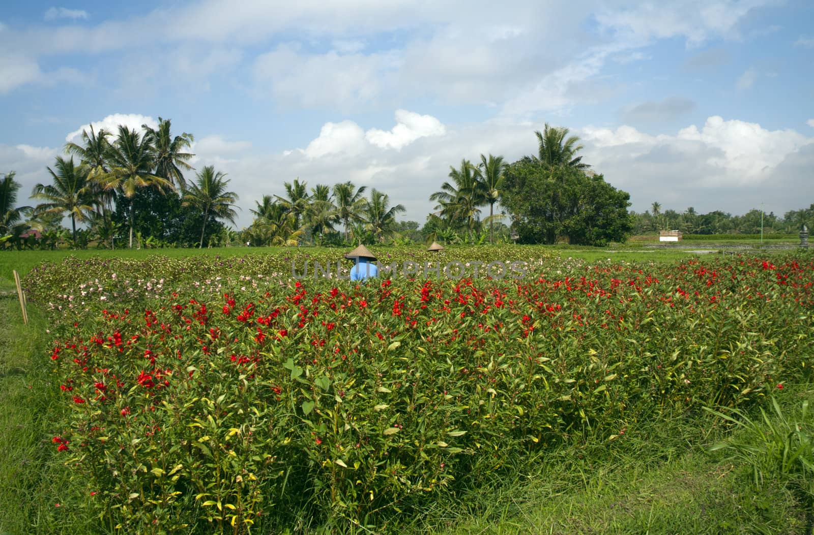 Flower Picking, Bali, Indonesia