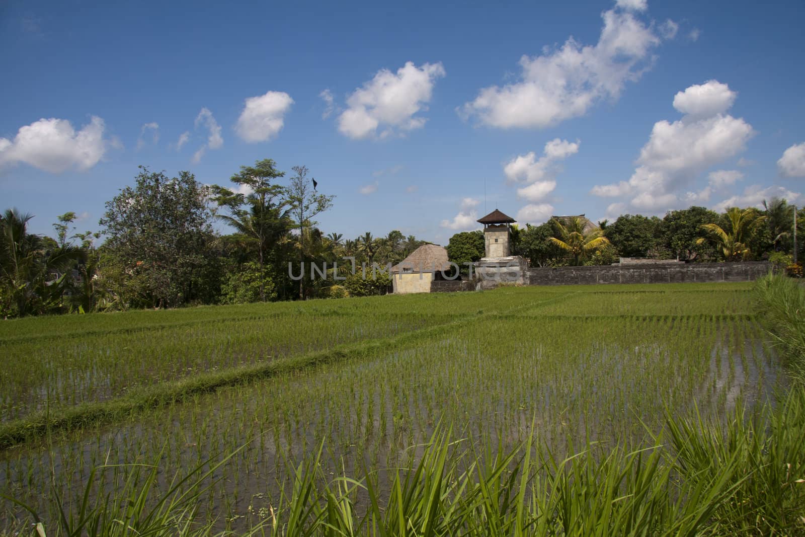 Farmhouse and rice fields, Bali