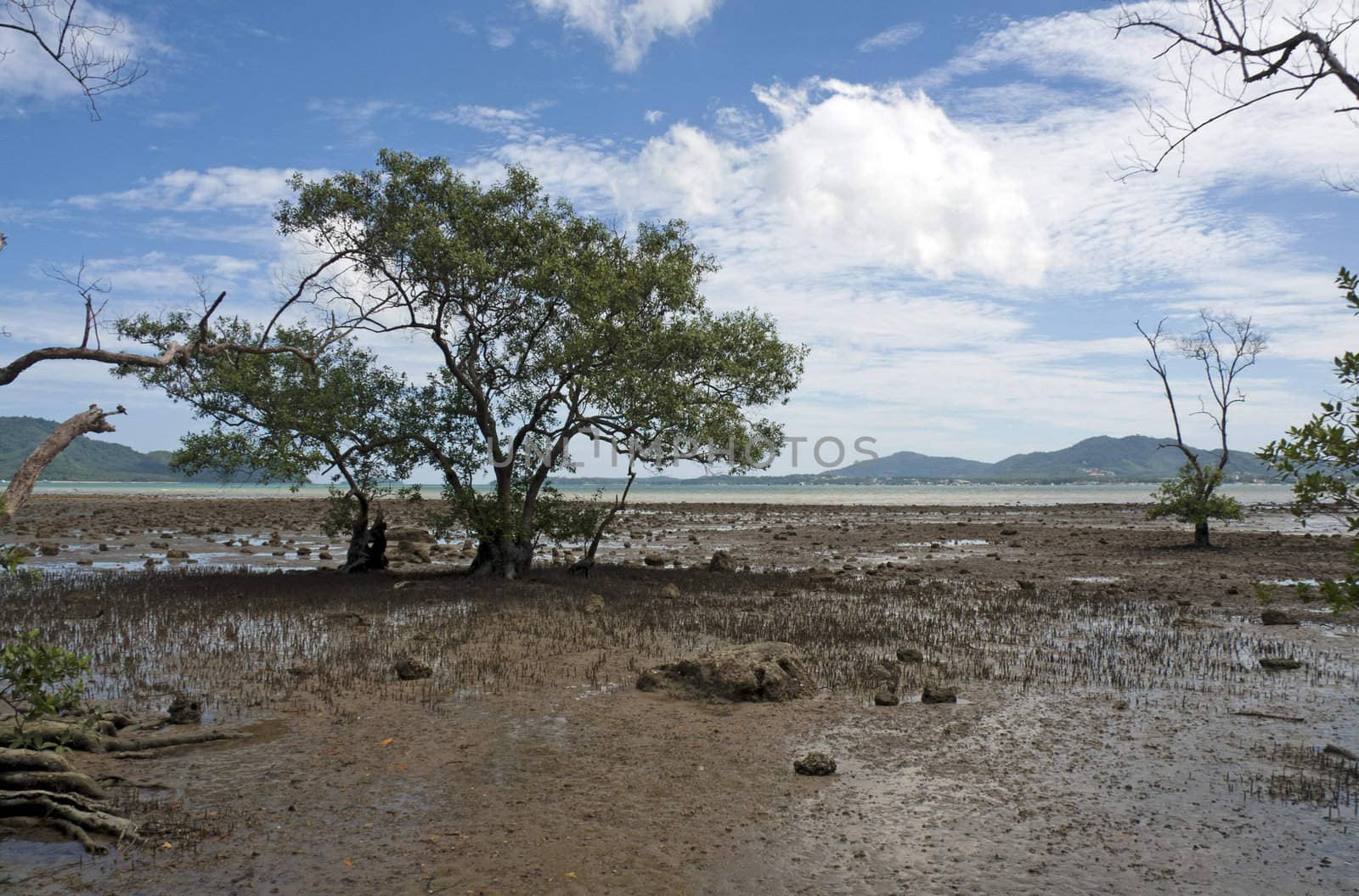 Mangroves at low tide, Chalong Bay, Phuket