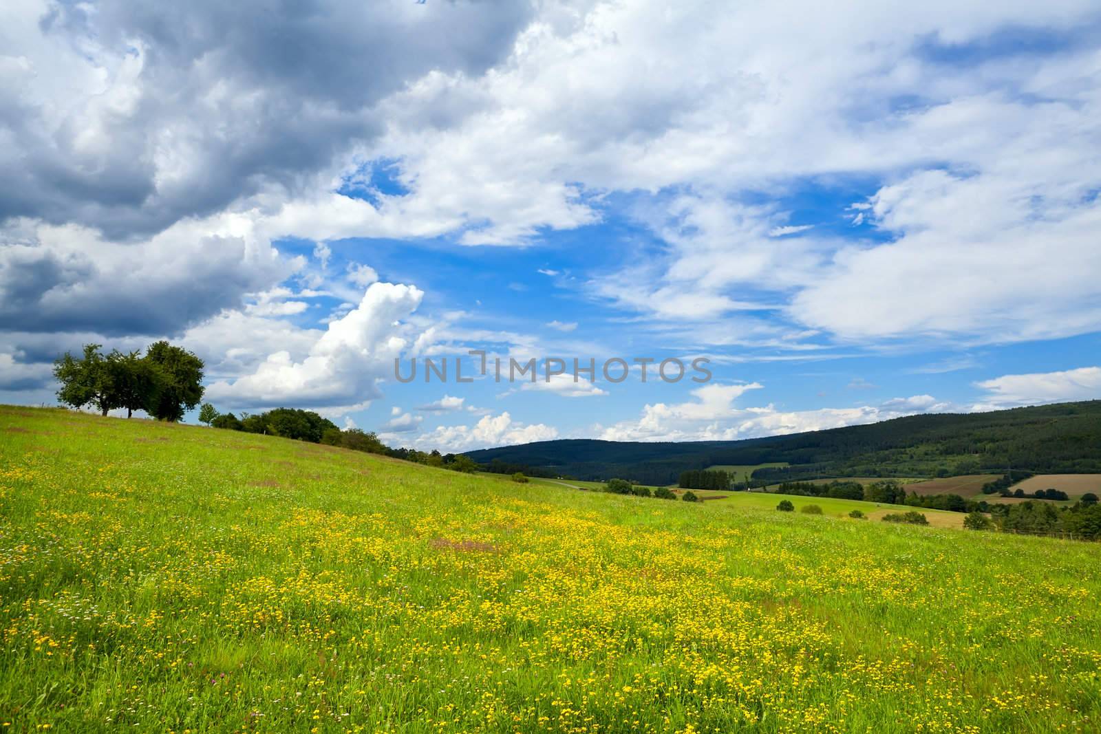 many yellow flowers on summer meadows in mountains