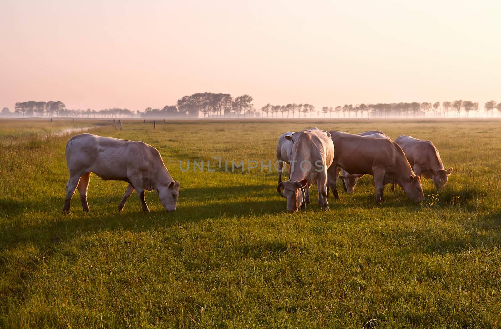 few cows on summer misty pasture at sunrise