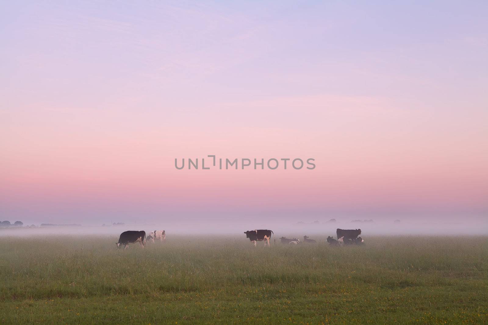 few cows on misty pasture in summer, Netherlands