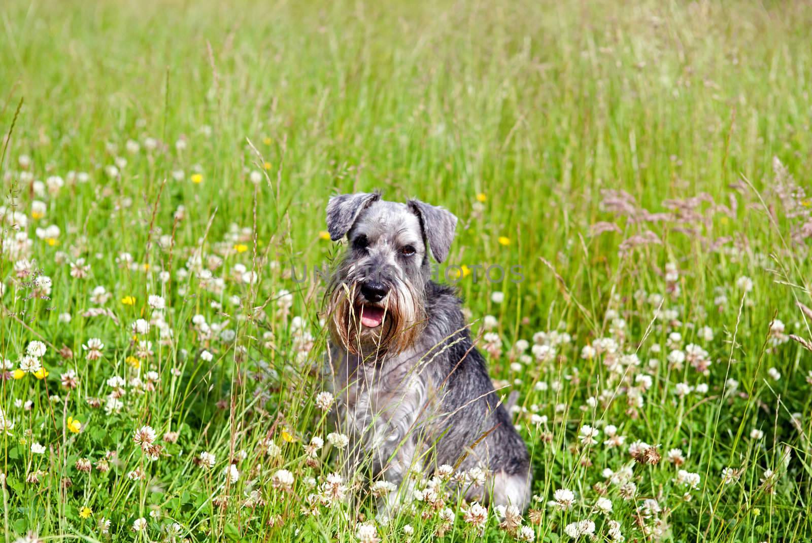 miniature schnauzer among flowers on field outdoors