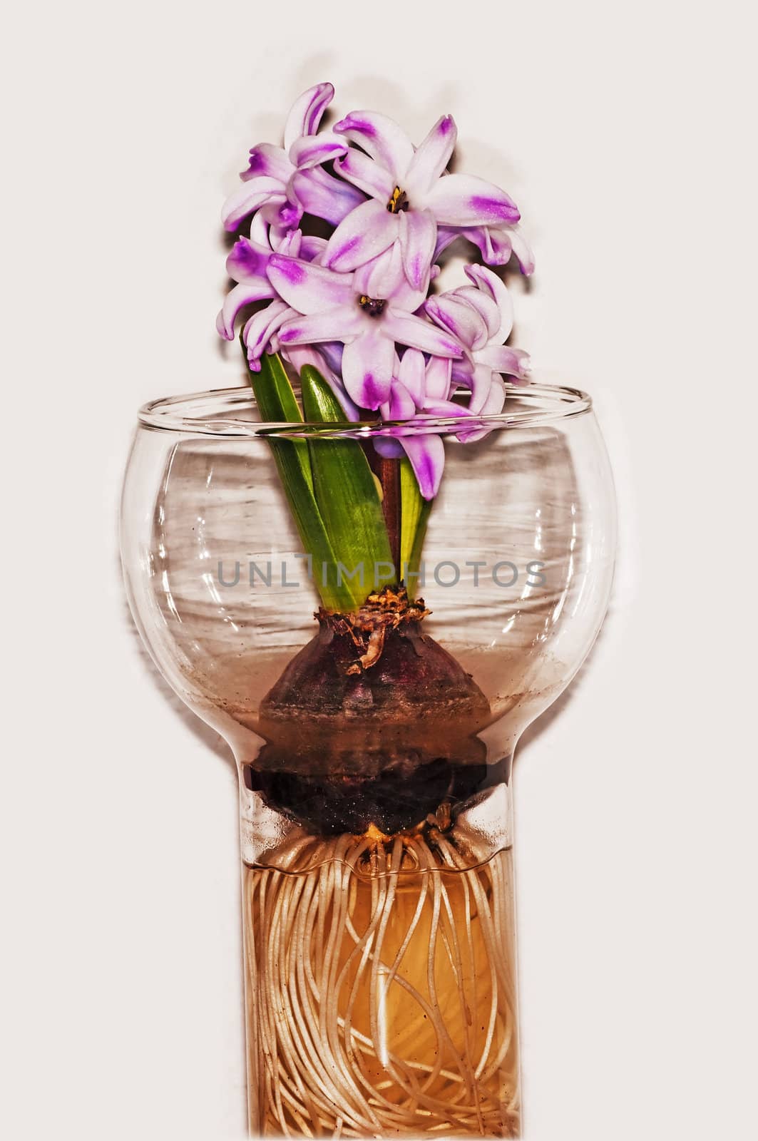 hyacinth by Jochen