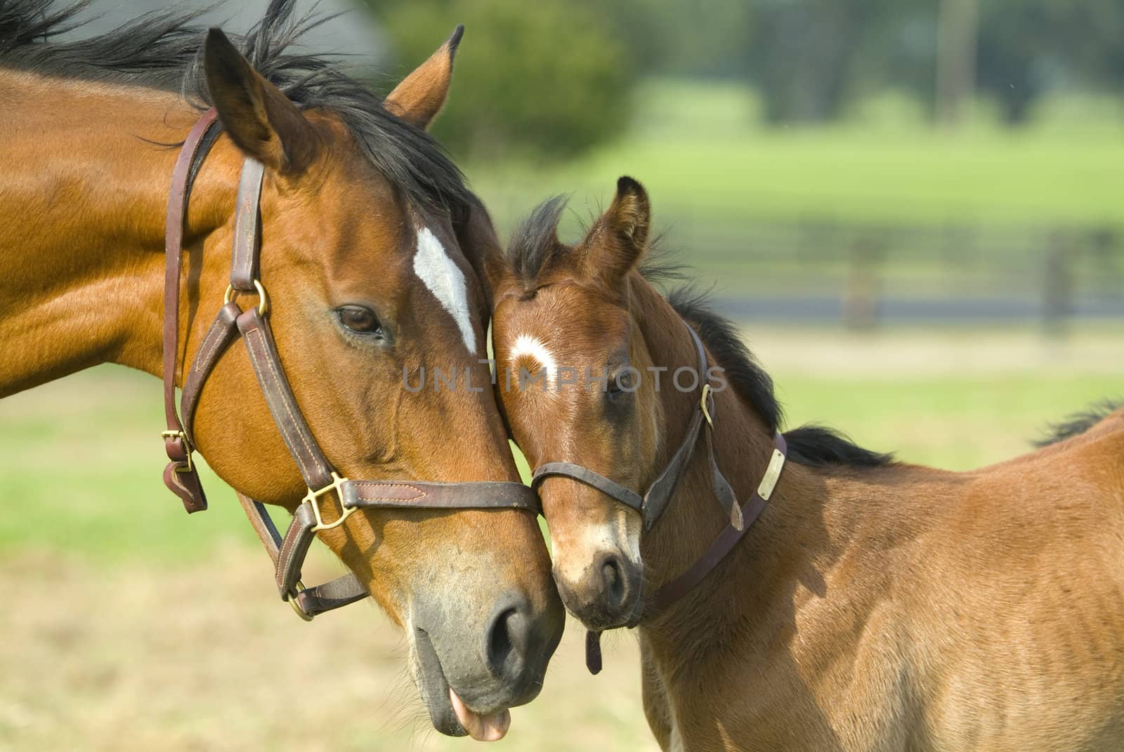 Horse gently cares about his colt