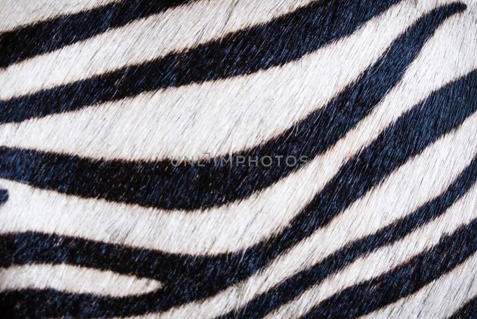 Closeup of zebra skin texture