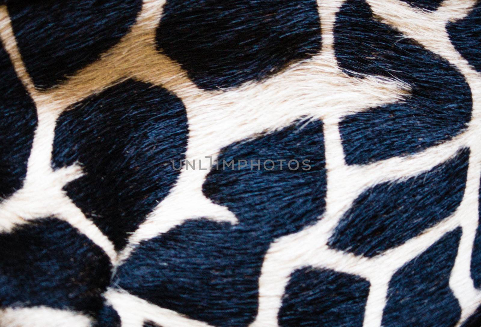 Closeup of giraffe skin texture