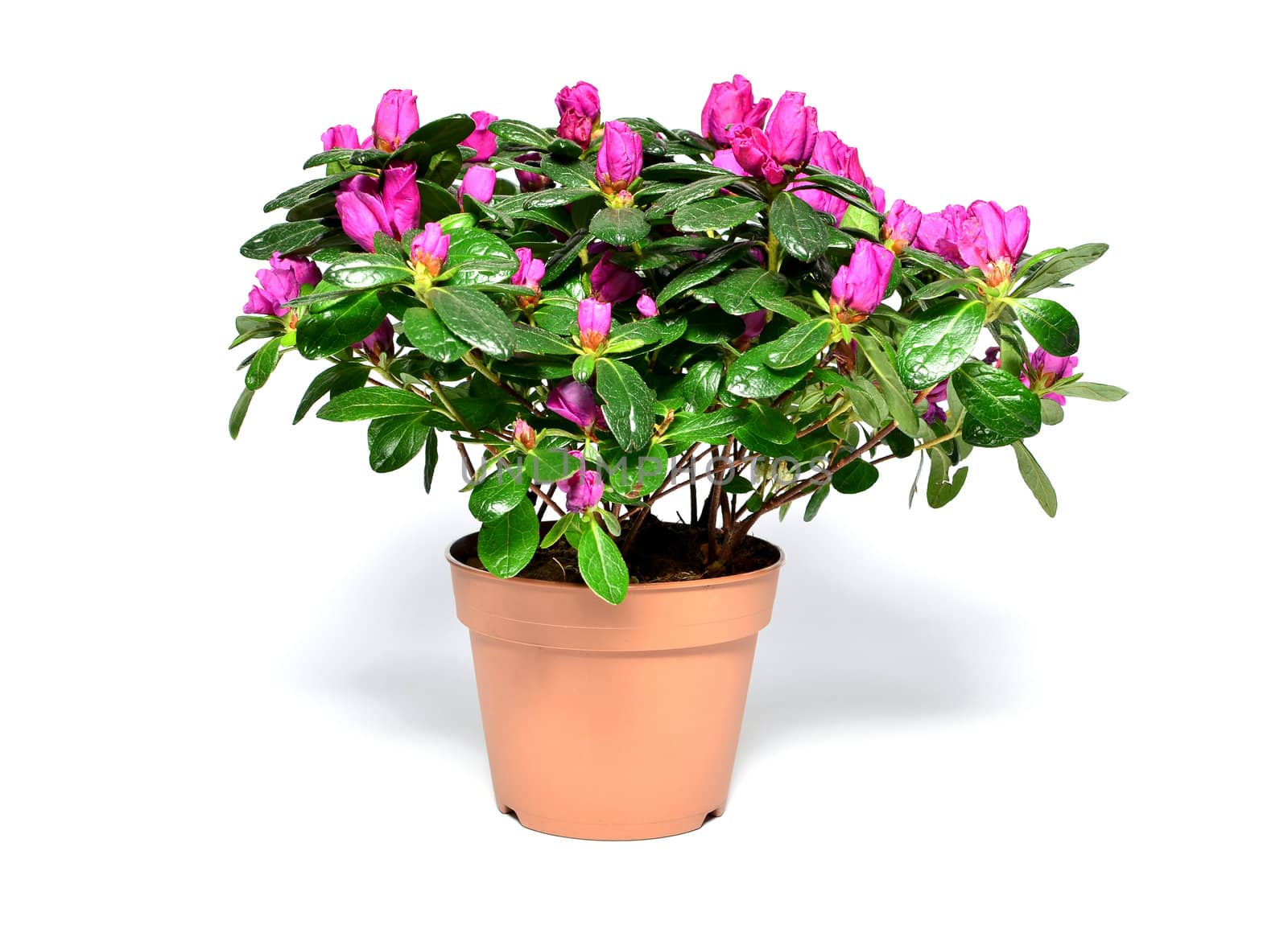 Blossoming plant of azalea in flowerpot isolated on white