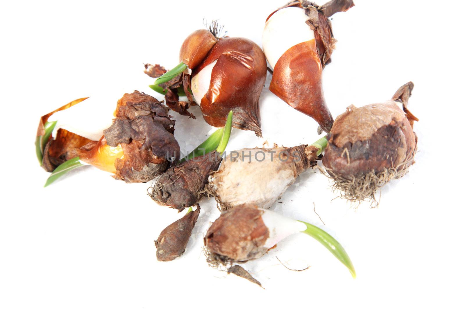 Different flower bulbs isolated on a white background