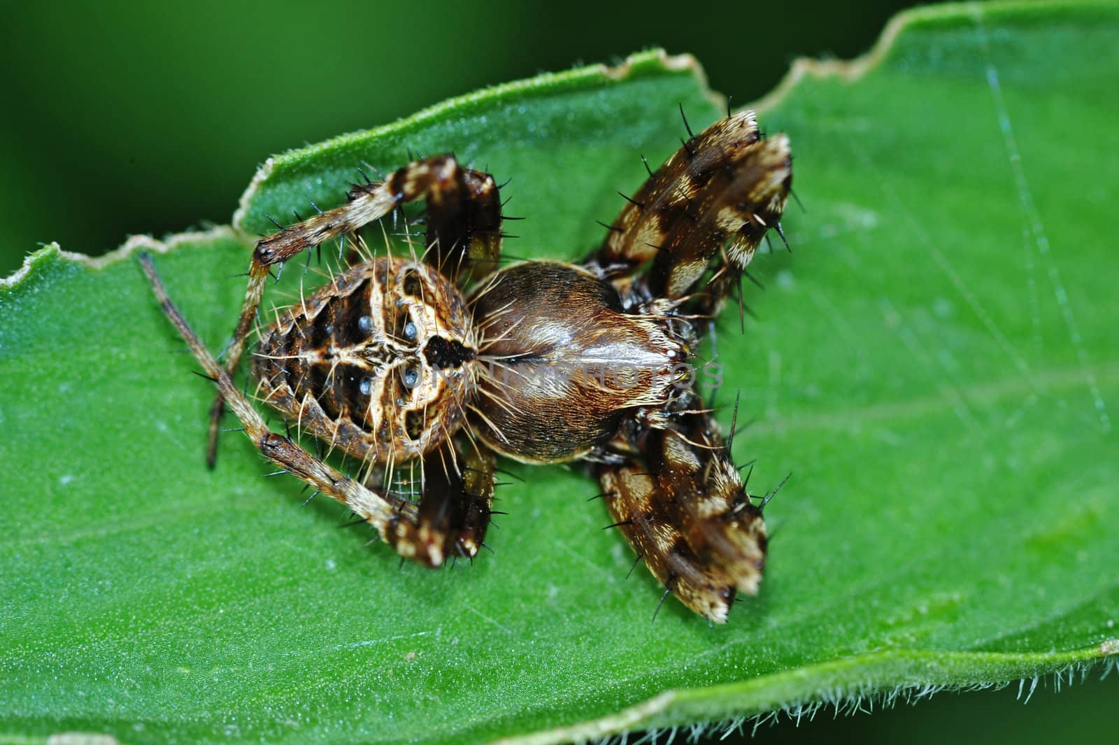 spider sitting on green petal