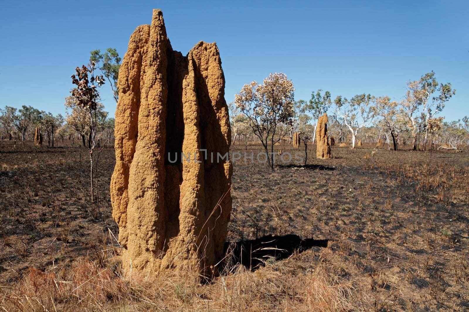 Massive cathedral termite mounds (Nasutitermes triodae), Kakadu National Park, Northern Territory, Australia
