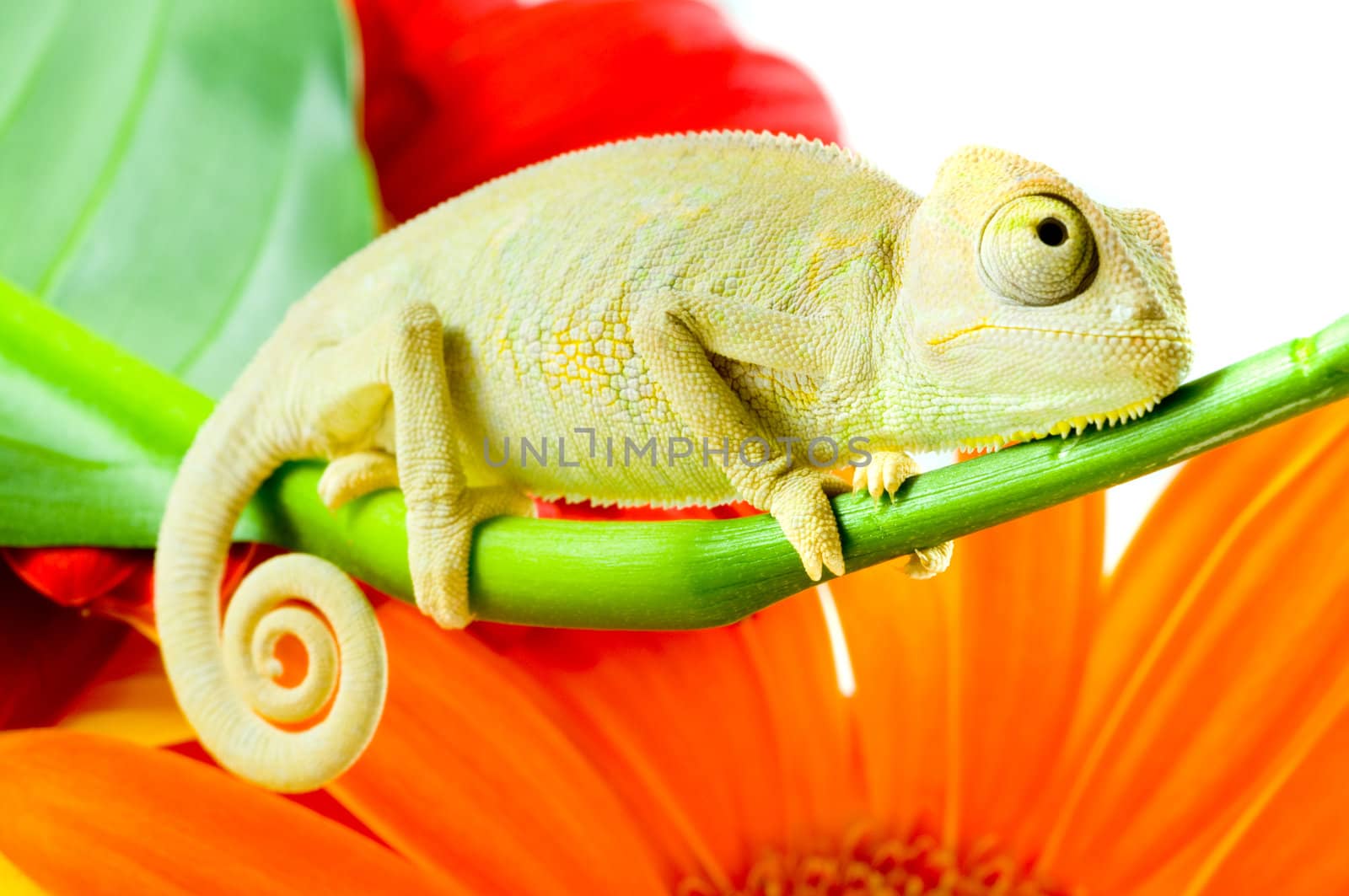 chameleon on a branch by qazxcde105000