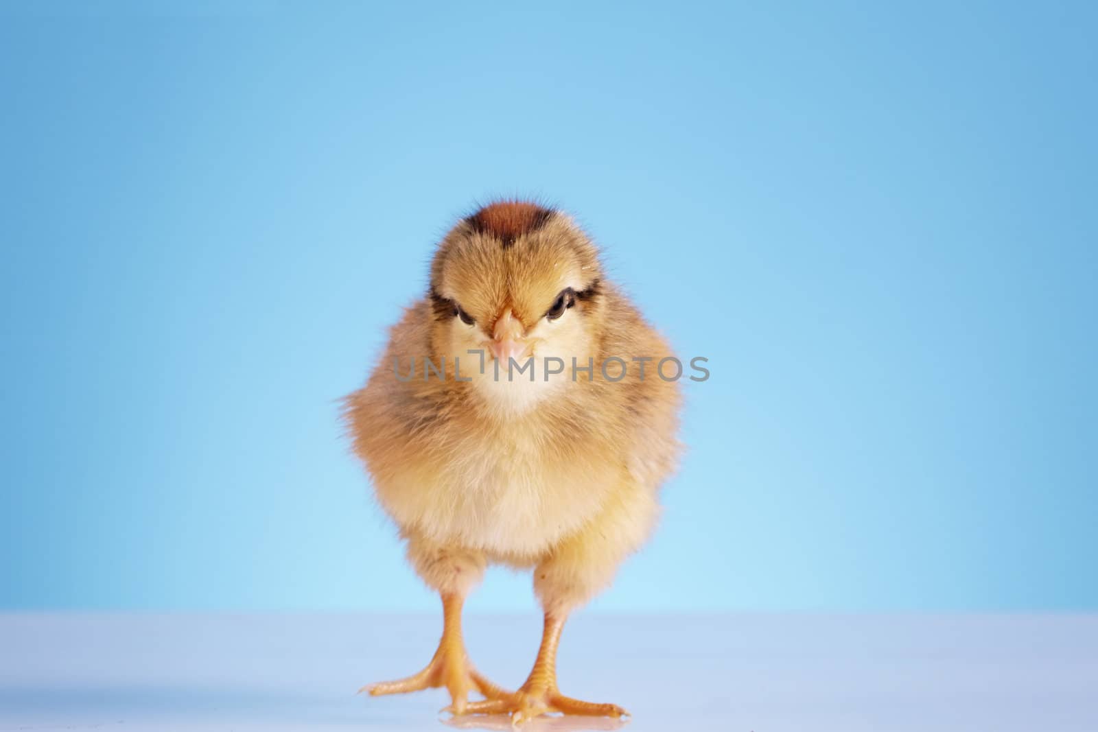 little chicken on a blue background by qazxcde105000