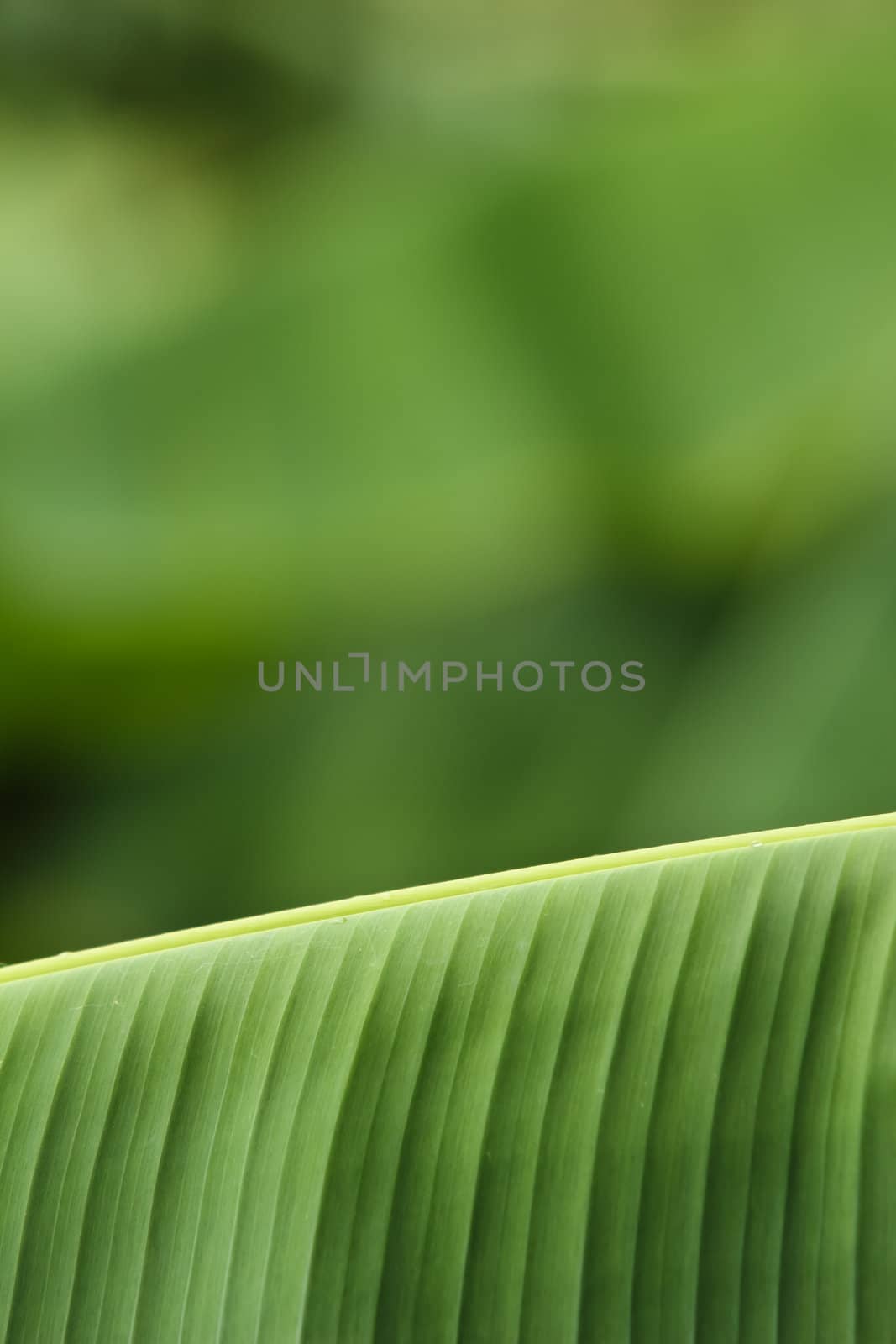 Green banana leaf texture with for background