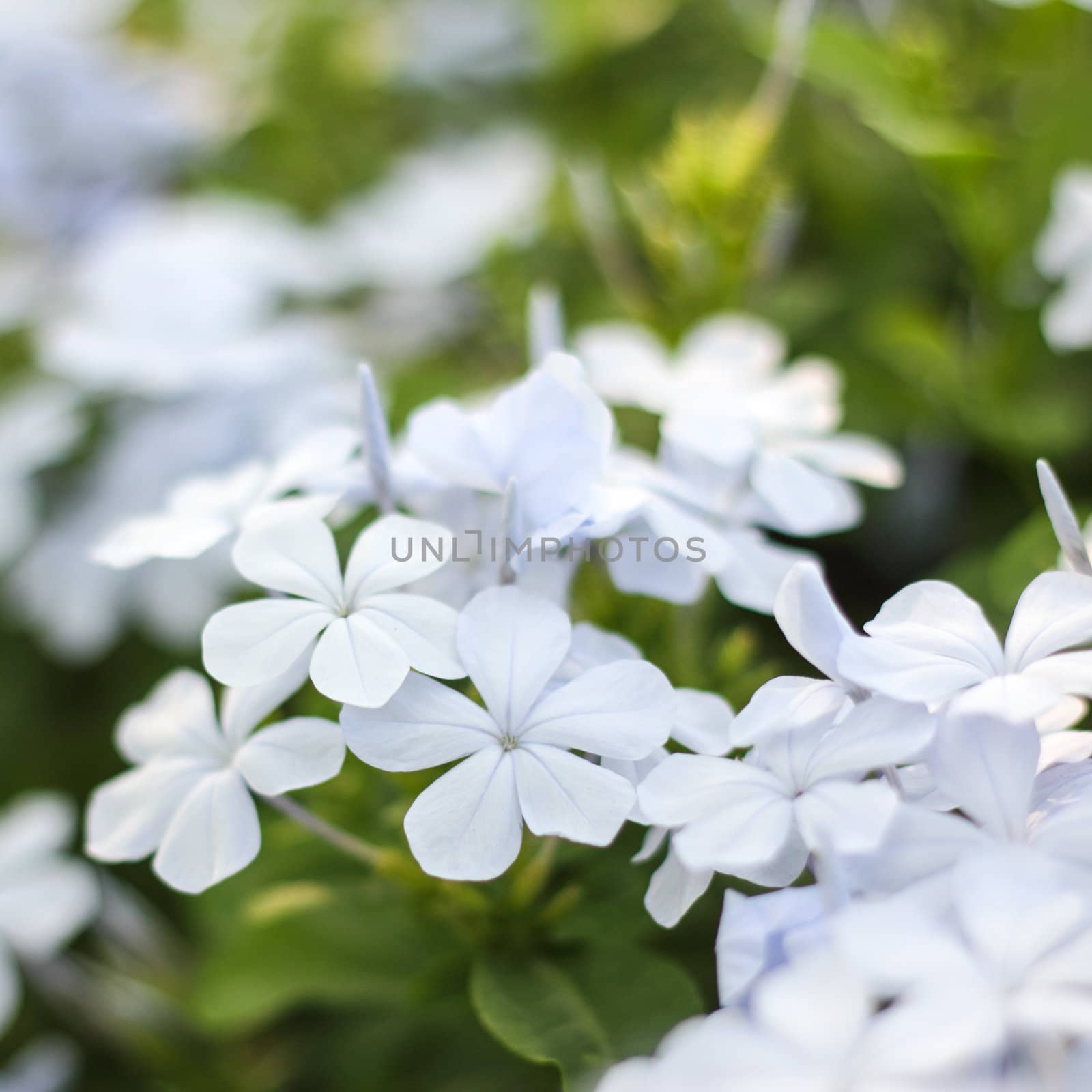 White flowers blooming and leaf in park