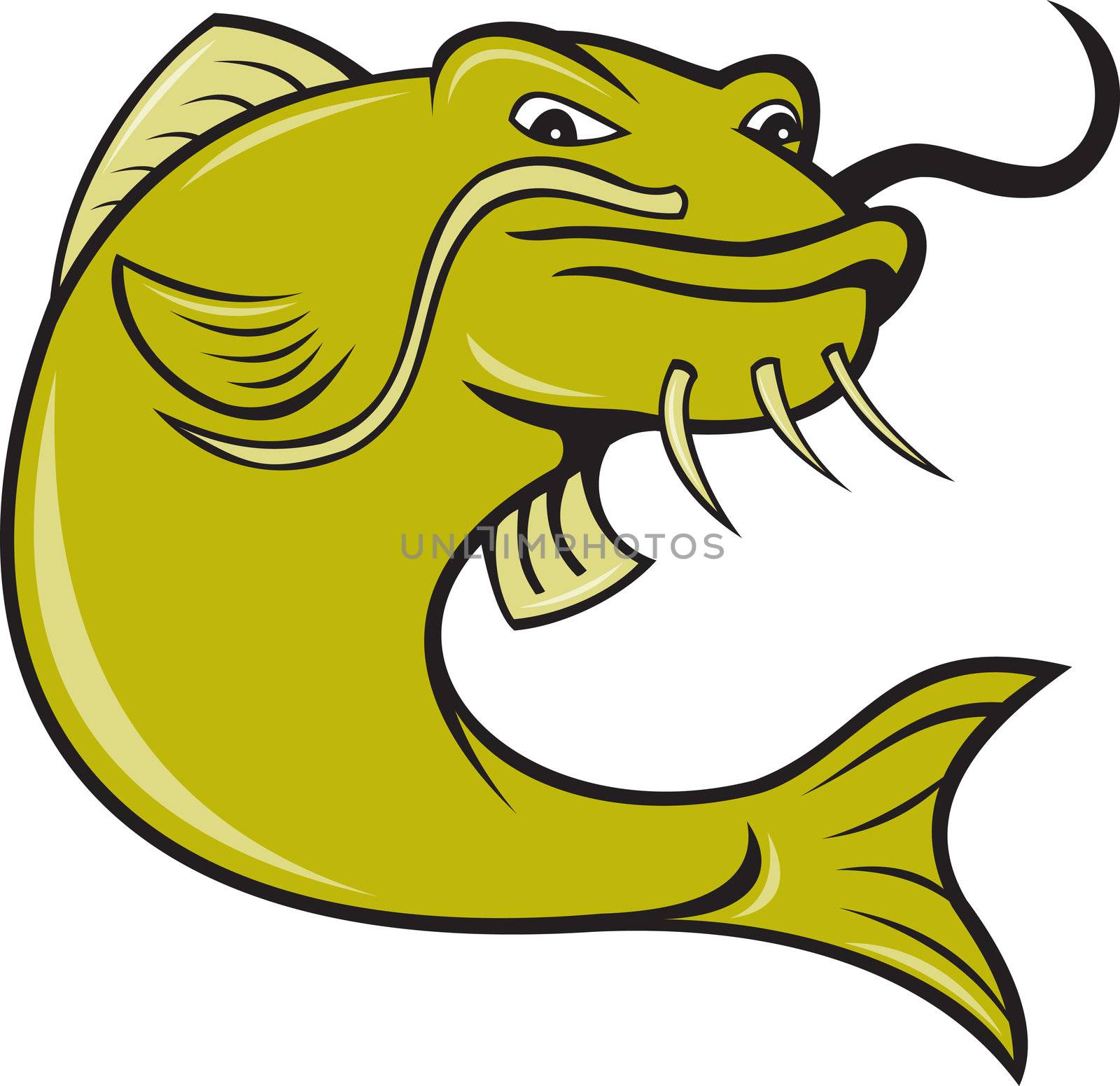 illustration of angry catfish done in cartoon style on isolated white background.