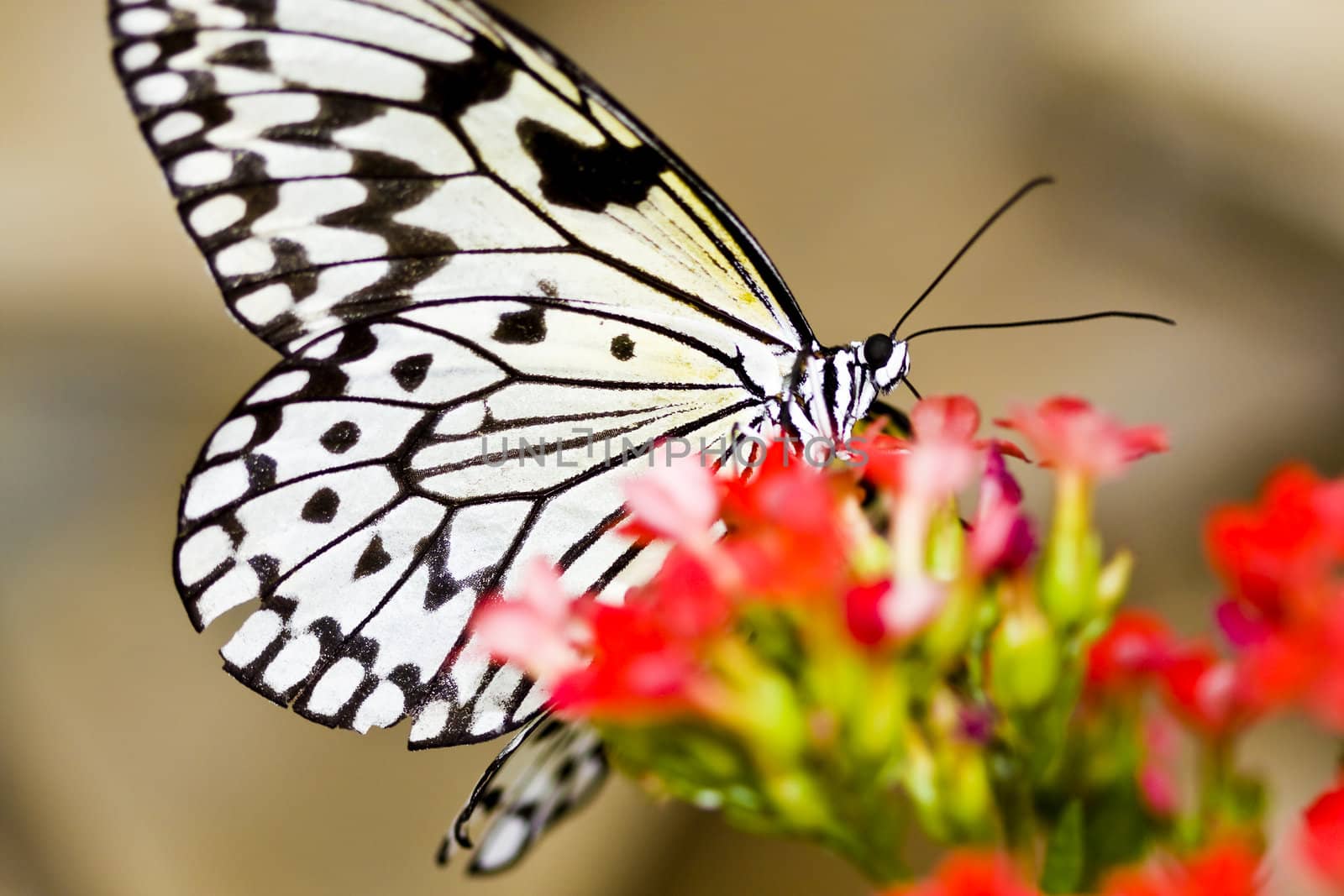 Monarch butterfly on the red flower. Macro.