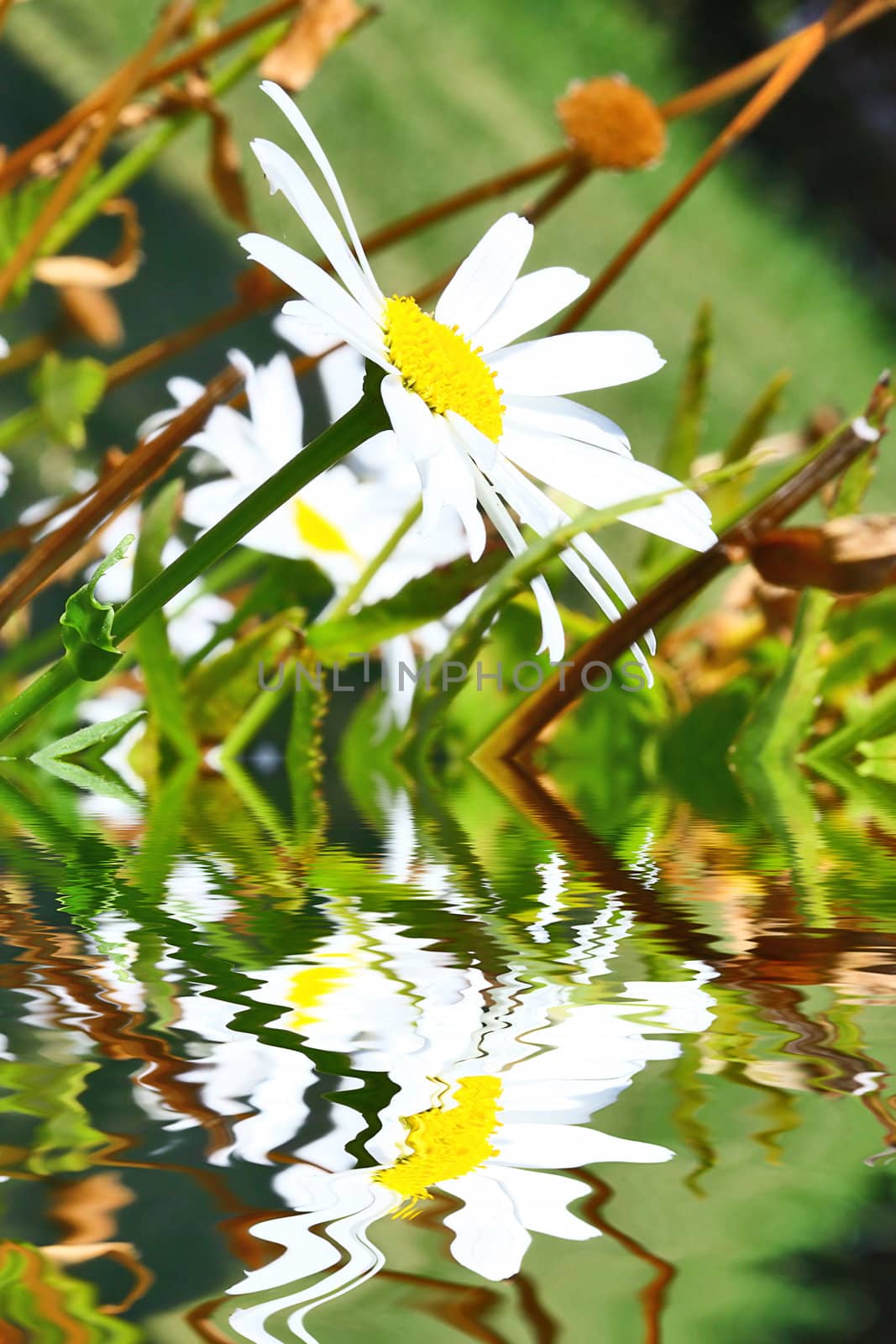 Camomile on the water.