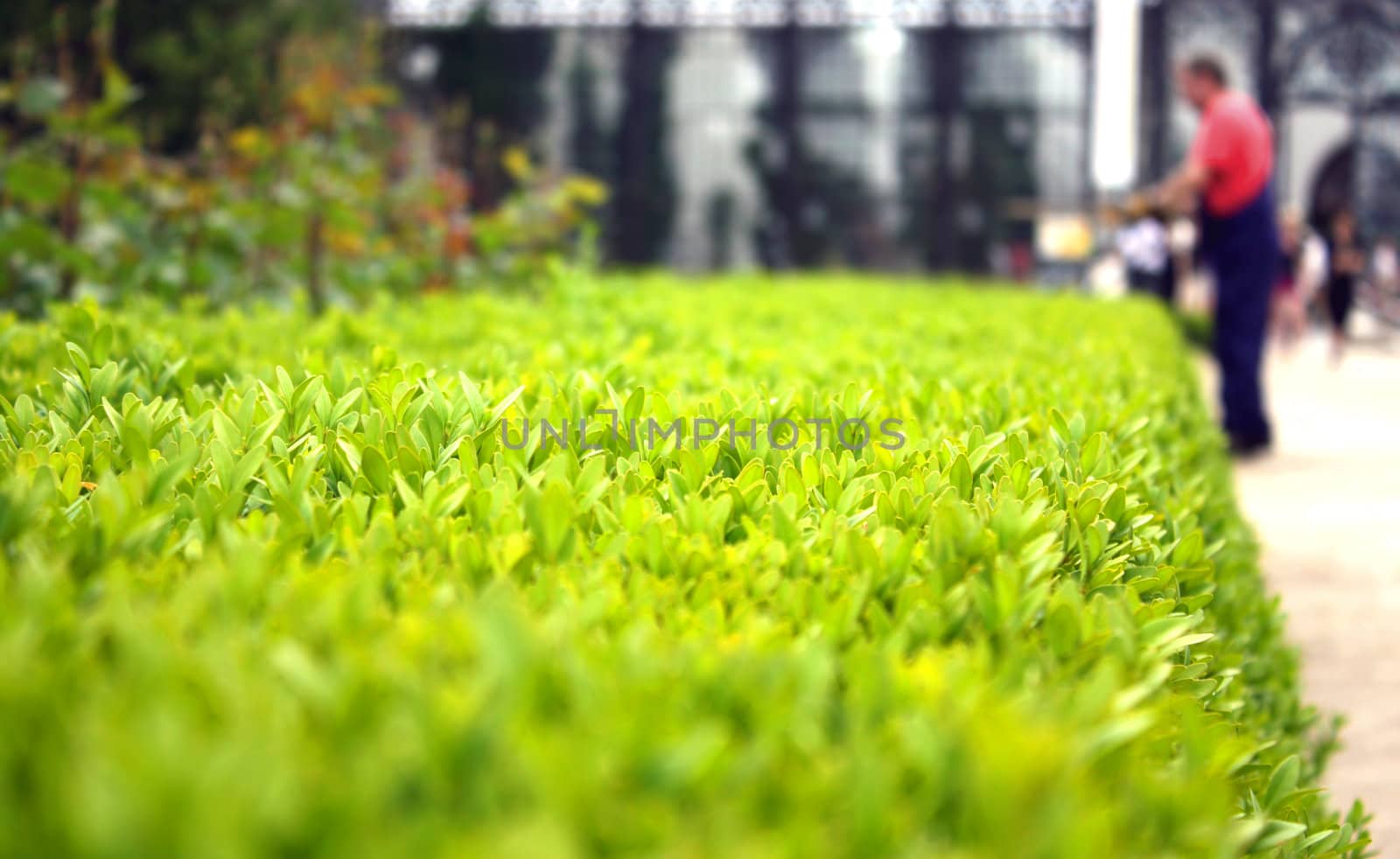 Gardener and grass, close-up by MartMartov