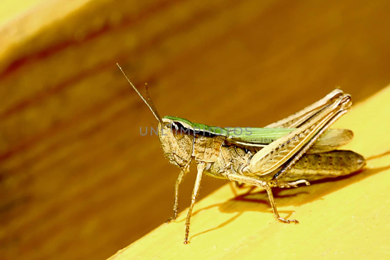 Grasshopper. Get ready to jump. by MartMartov