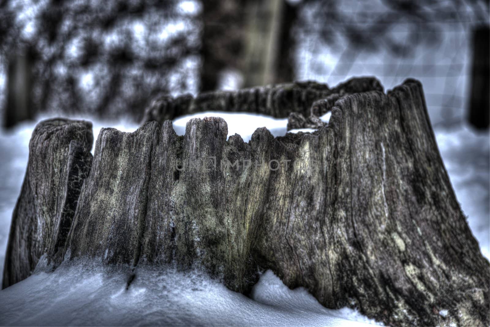 Picture of a tree stump