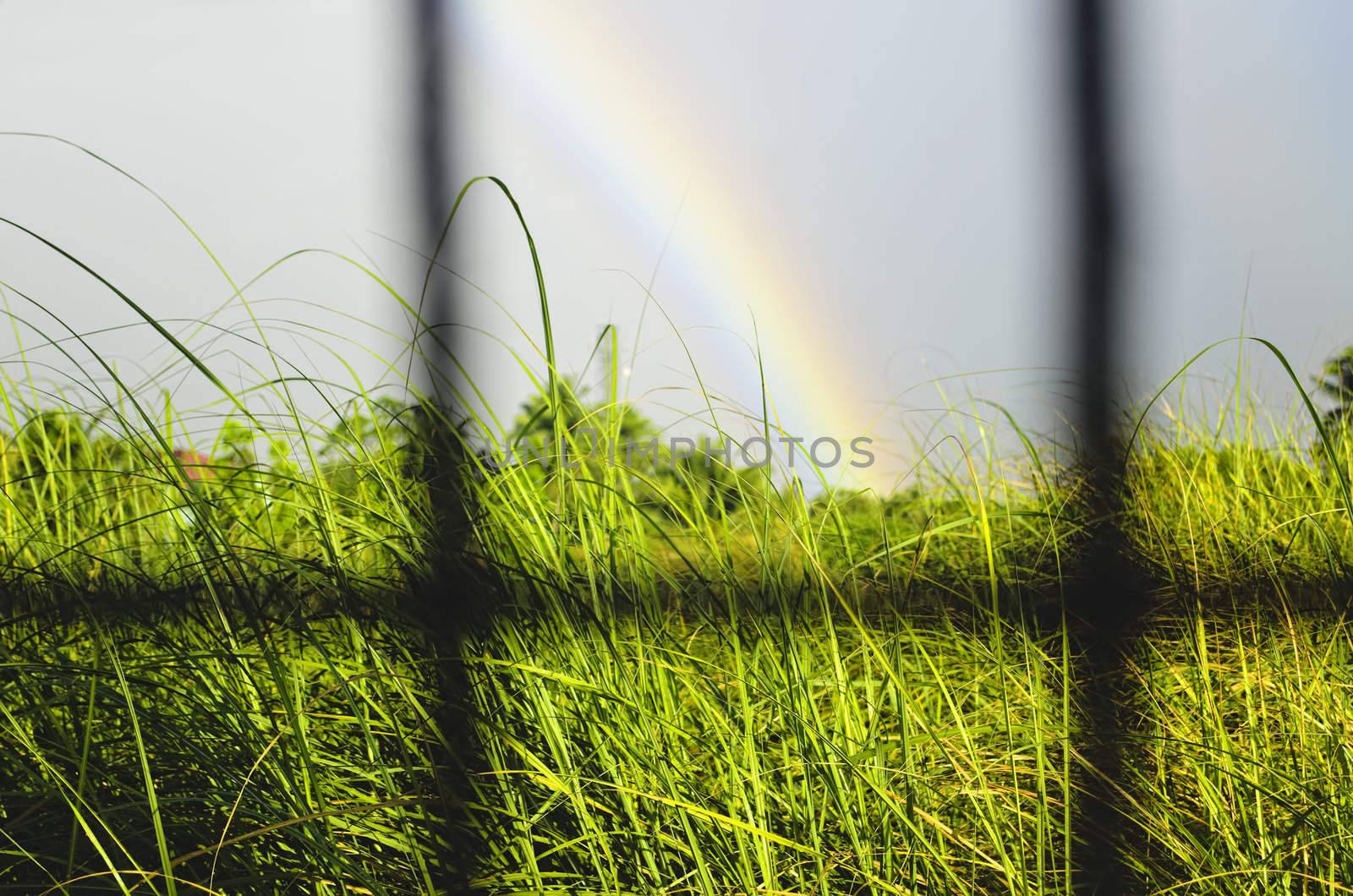Part of rainbow over grass after a rainfall