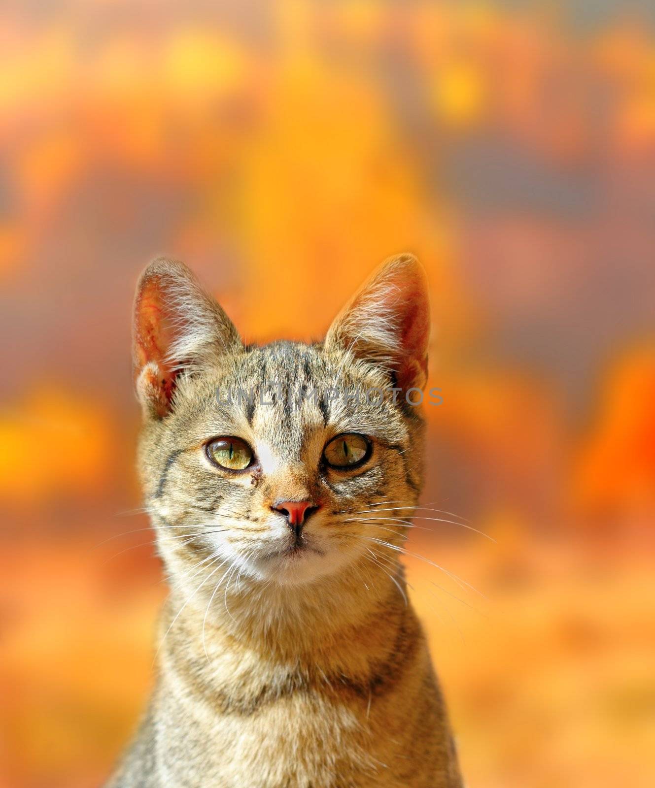 cat portrait over autumn colors background by taviphoto