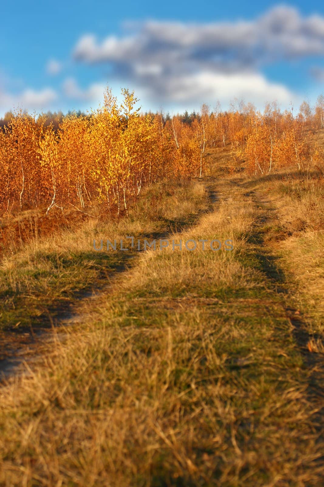 path towards the birch forest in a rural region