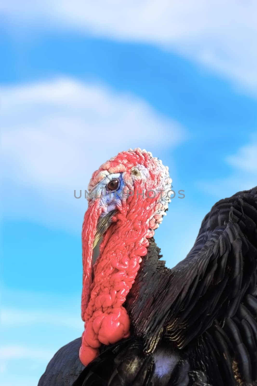 portrait of a big beautiful turkey male over the blue sky