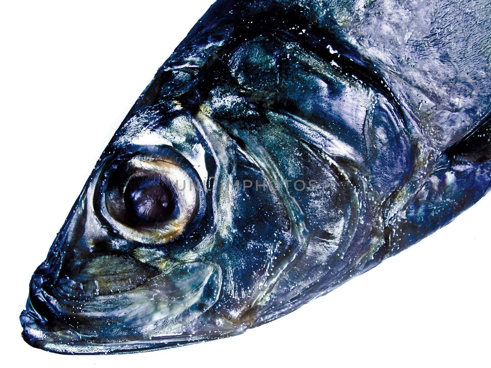 decorative fish head isolated (oceans inside)