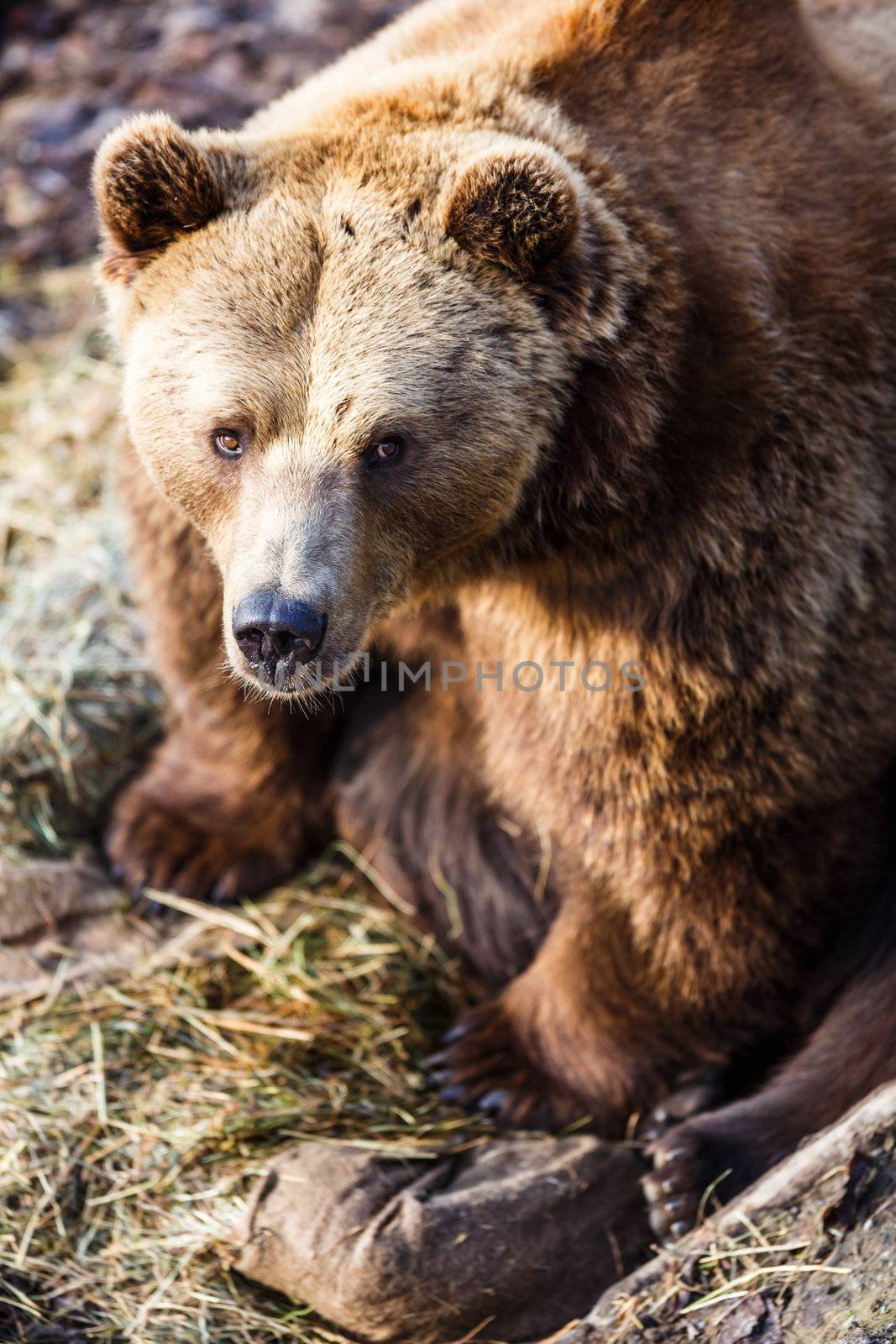 Brown bear