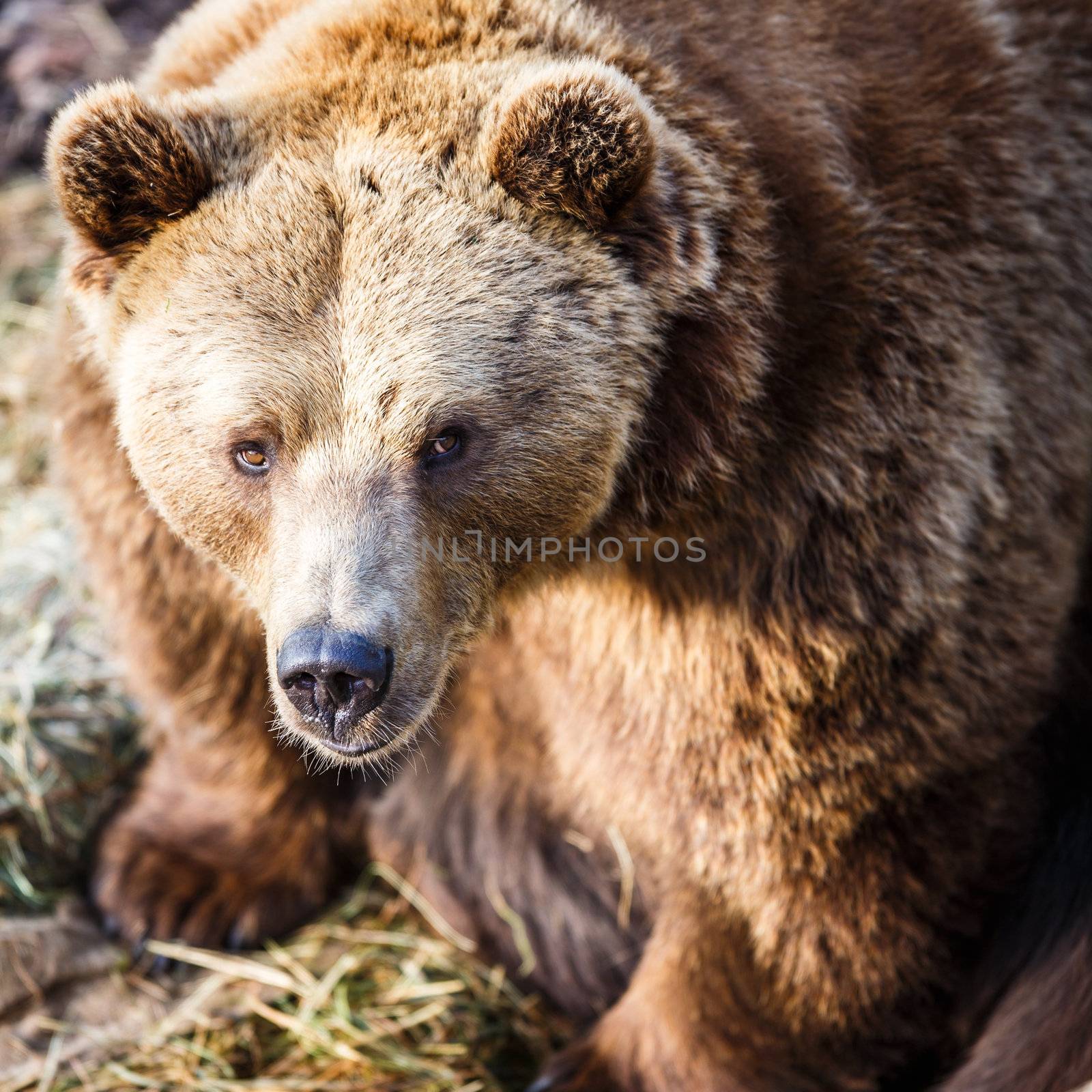 Brown bear by viktor_cap