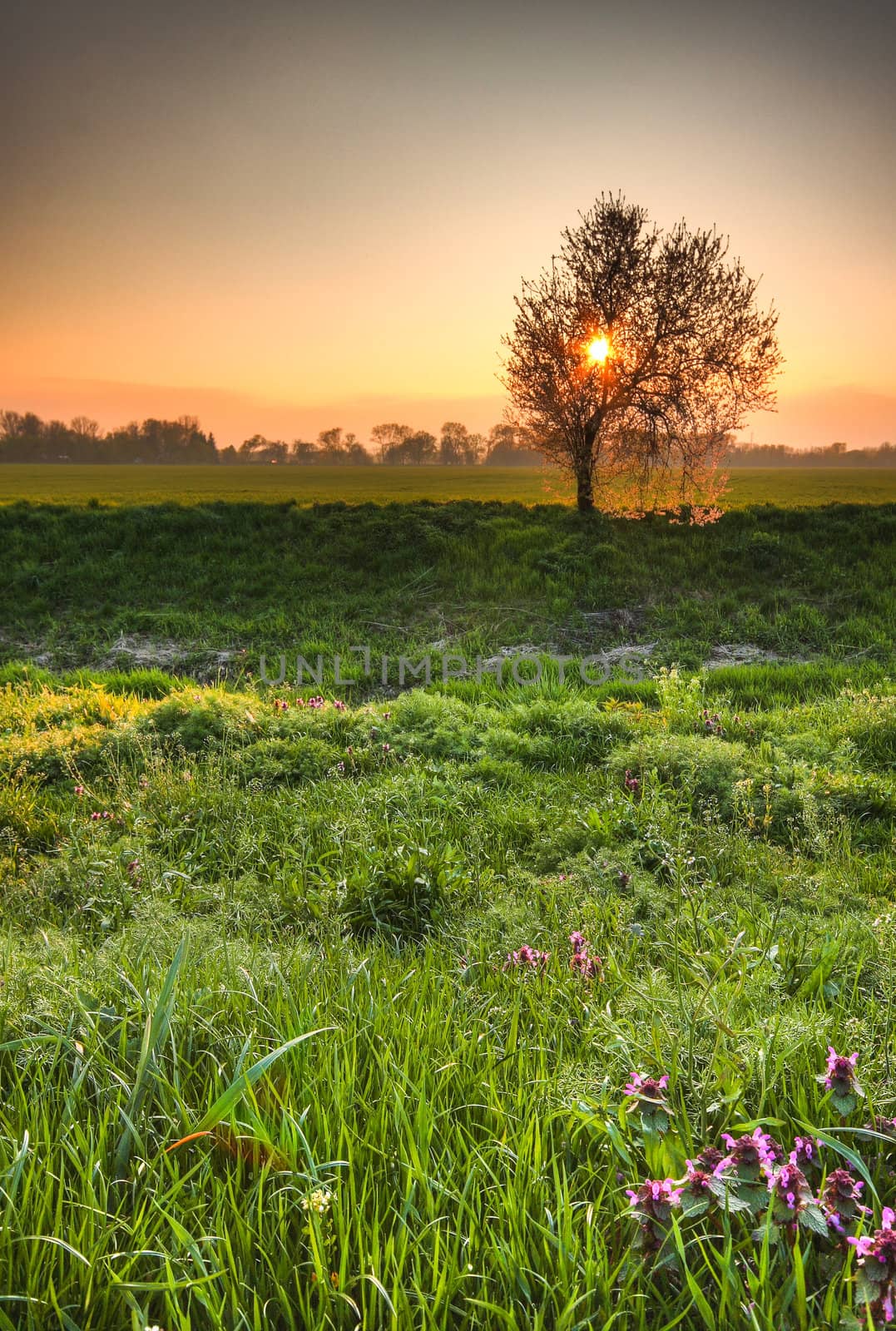 Lovely early morning spring scenery - sun rising over splendid lush greenery