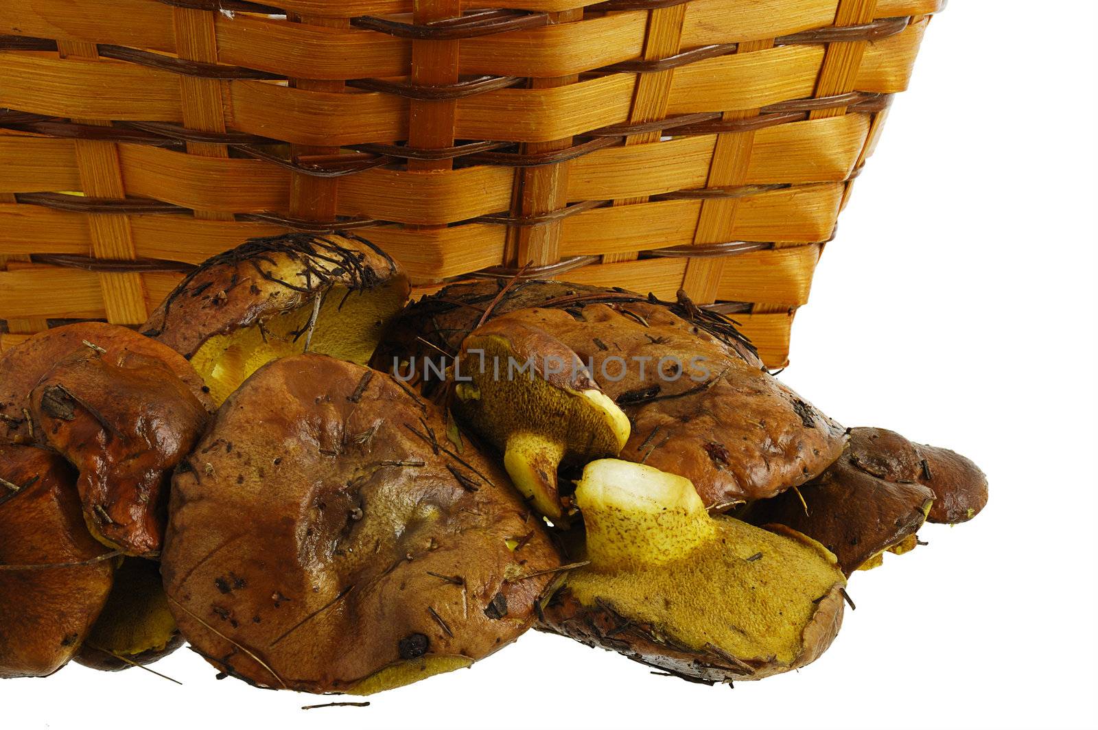 Freshly collected wild mushrooms and interwoven straw basket isolated on white background