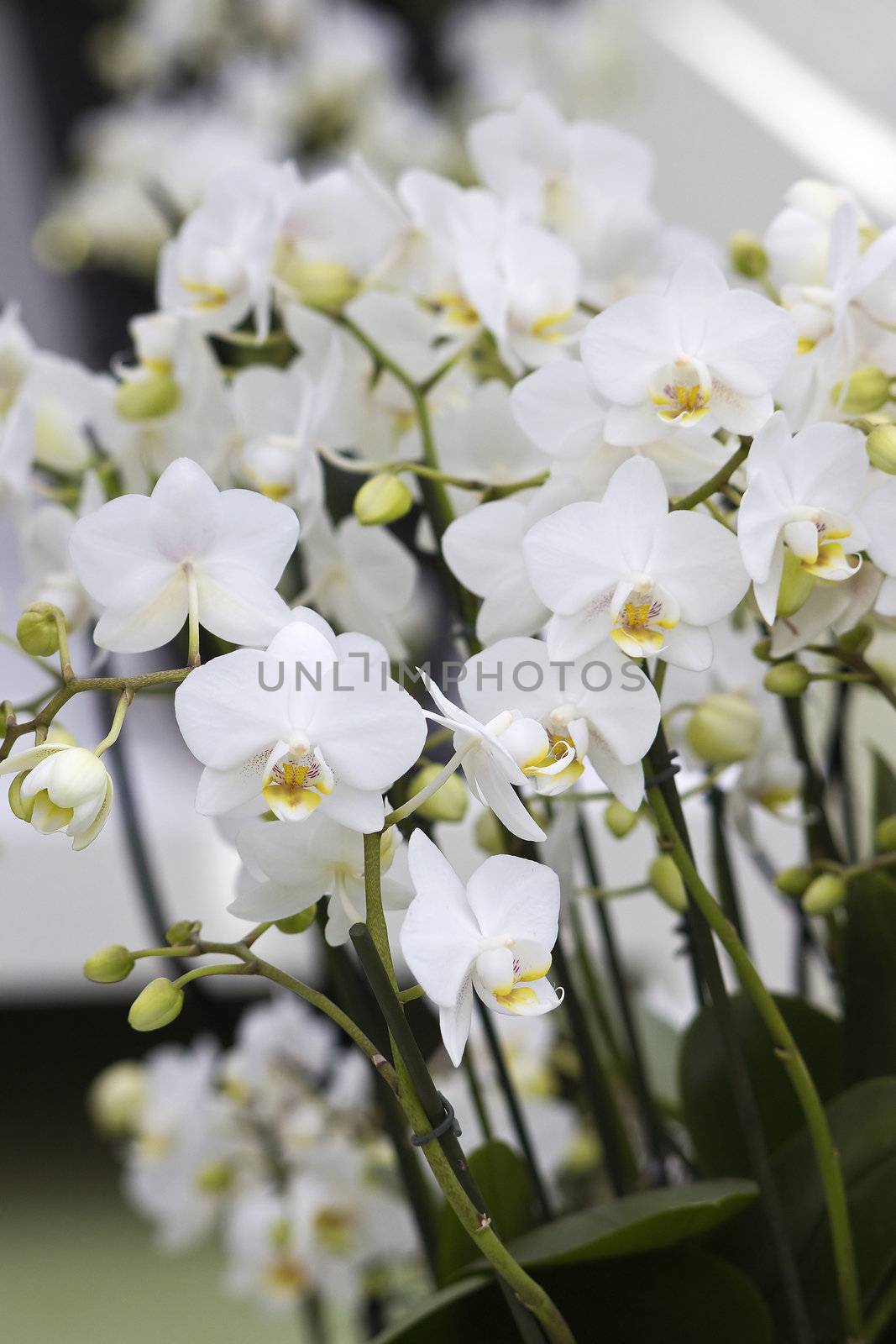 White orchid flowers - phalaenopsis by miradrozdowski
