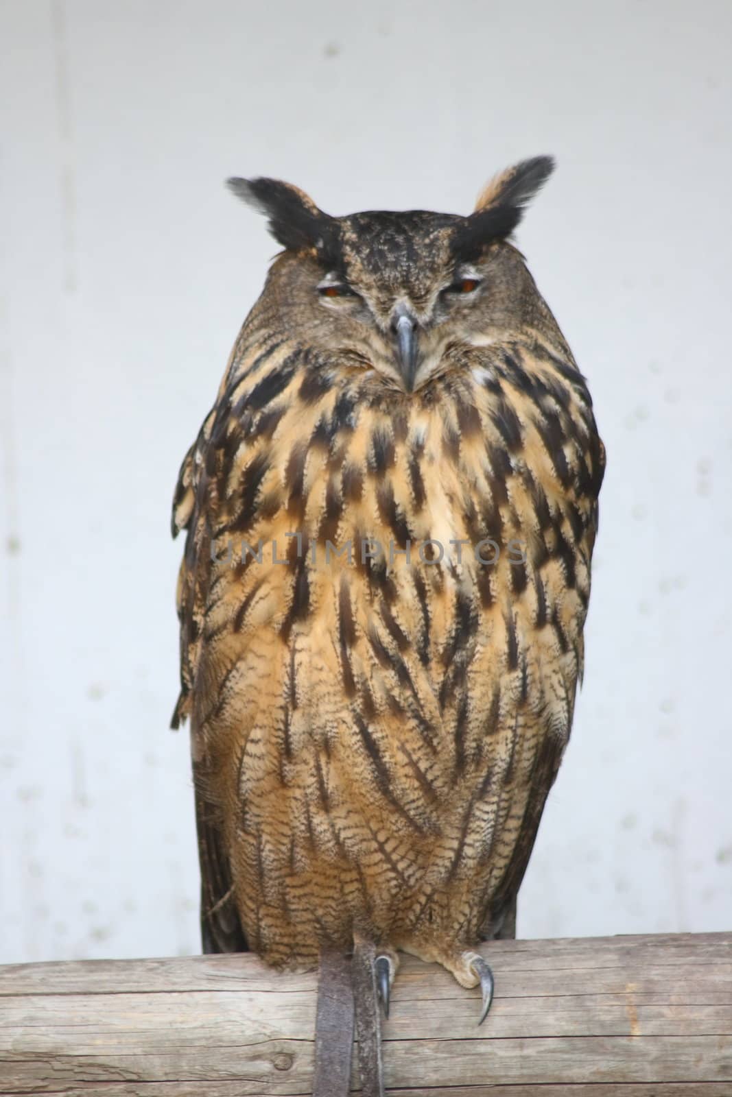 a sleeper, adult eagle owl (Bubo bubo)
