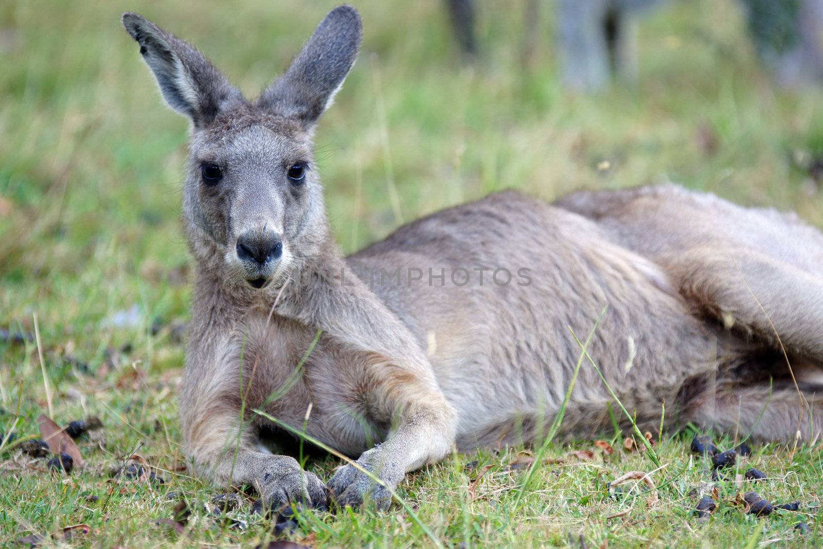 Kangaroo, Australia by alfotokunst