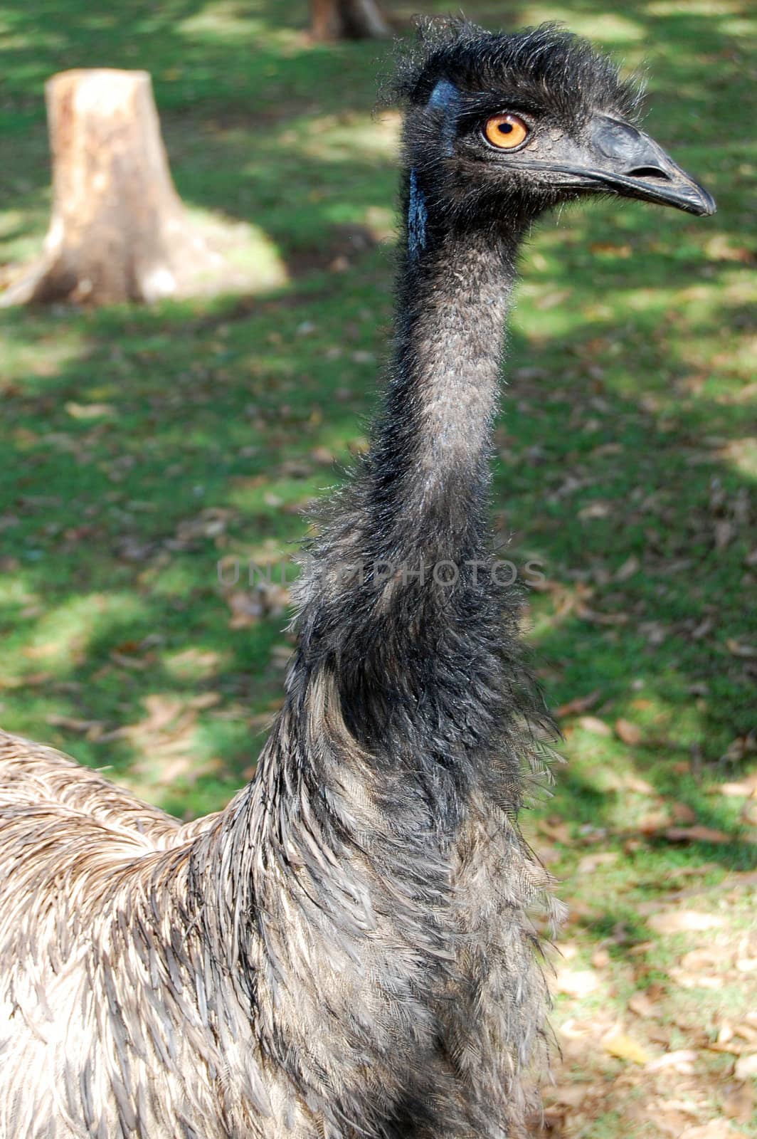 Emu bird at zoo, Lone Koala Pine Sancuary park, Brisbane, Australia