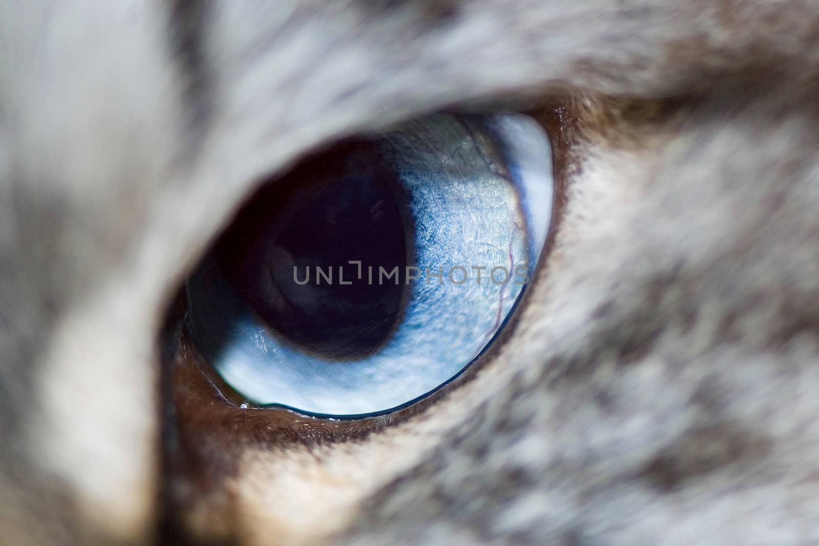 Domestic cat with blue eye close up