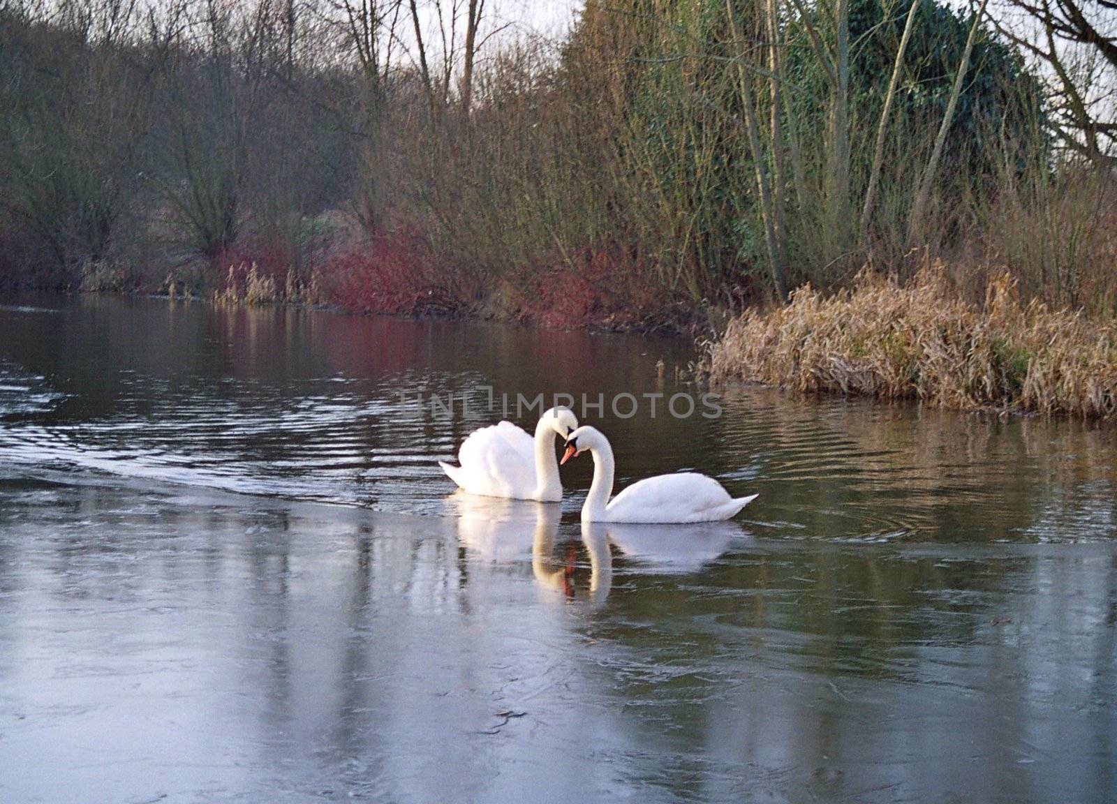 two swans bendingtheir heads together